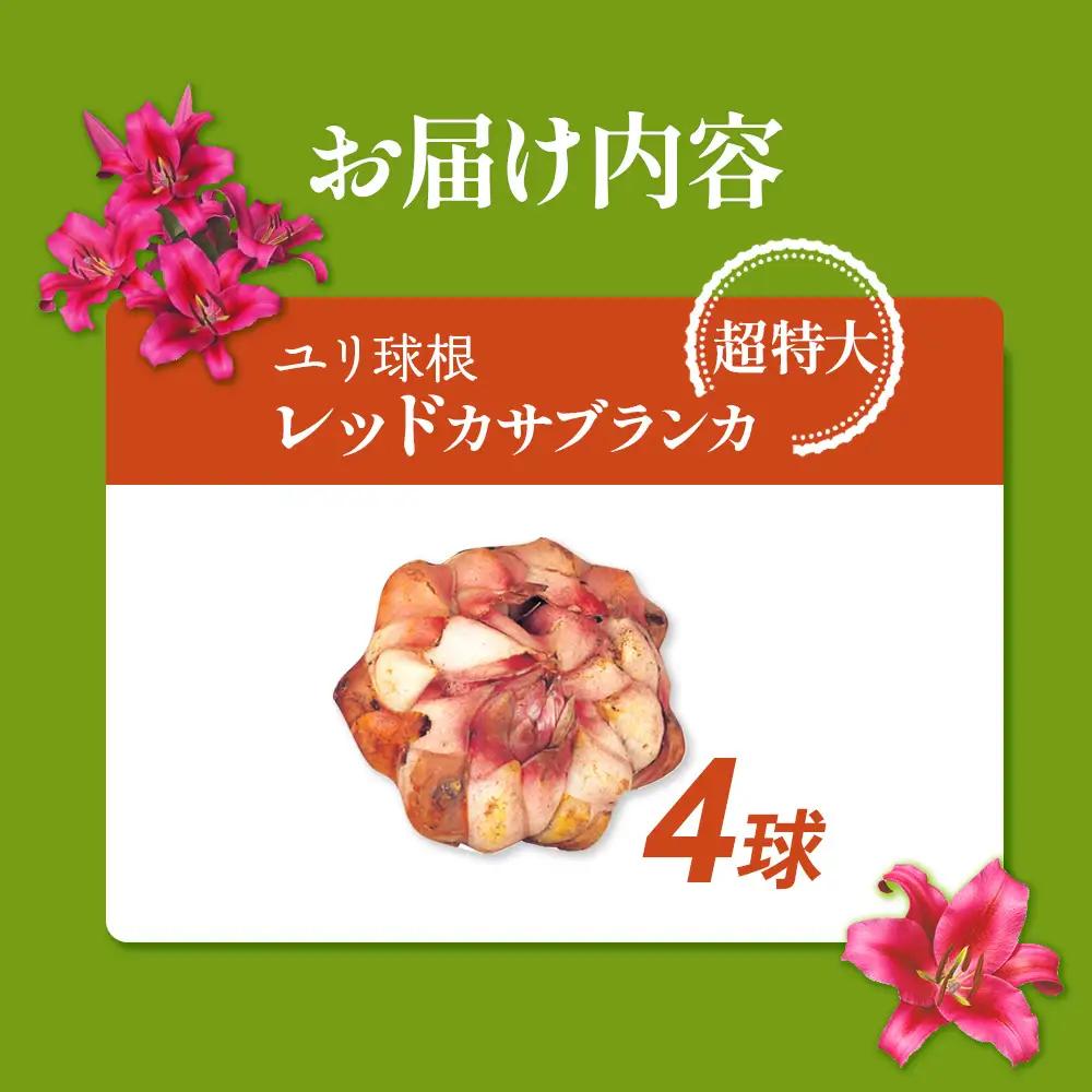 【期間限定】ユリ球根 超特大球レッドカサブランカ 4球 黄花品種 花 フラワー 園芸 ガーデニング 植物 高品質 送料無料