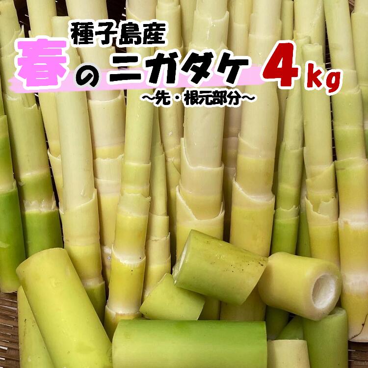 【ふるさと納税】今が 旬 ! 種子島産　ニガダケ（根元部分と先部分）計4kg