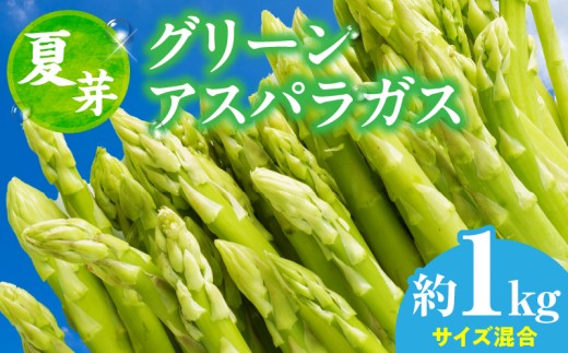 【先行受付】【夏芽】グリーンアスパラガス サイズ混合約1kg | グリーンアスパラガス アスパラガス アスパラ 夏芽 おすすめ 混合 シャキシャキ 野菜 冷蔵 新鮮 新鮮野菜 香川県 国産 三木町 おすすめ |_mk006-003