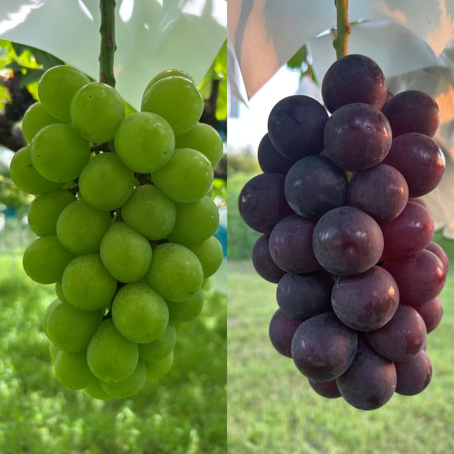 ＜小川ぶどう園＞特撰「ぶどう」8種（巨峰・クイーンセブン・黄玉・ブラックビート・シャインマスカット・スカーレット・コトピー他）【４回定期便】