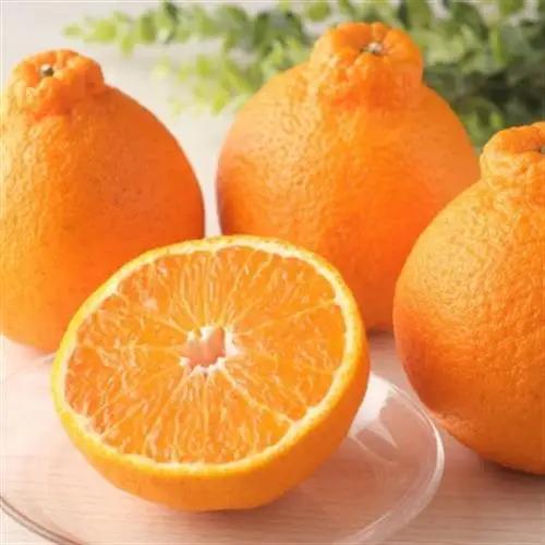 【濃厚春柑橘】有田産不知火約5kg(18玉～28玉おまかせ)　(日高町)【1221746】