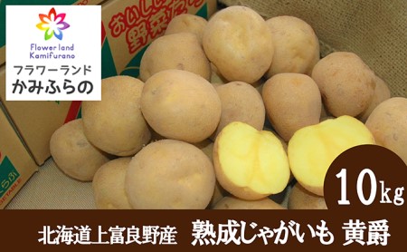 【令和8年2～3月発送】北海道上富良野町産 蔵出し熟成じゃがいも 黄爵10kg 野菜 ジャガイモ 約10kg 
