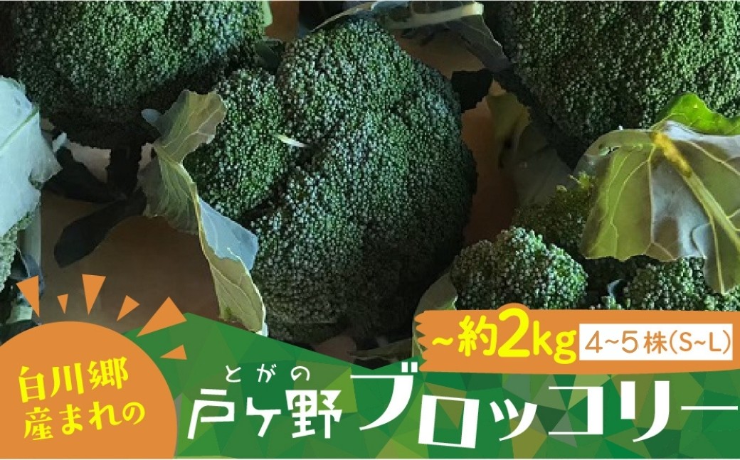 
                  R8年産 先行予約 朝採れ 戸ヶ野ブロッコリー S～Lサイズ 4～5株セット 10月下旬～発送開始 農家直送 冷蔵 ｜ ブロッコリー 野菜 ブロッコリー 新鮮 朝採れ ブロッコリー 農家直送 野菜 ブロッコリー 先行予約 ブロッコリー 朝採れ 新鮮 甘い 茎 冷蔵 ブロッコリー 4～5株 ブロッコリー 野菜 朝採れ 世界遺産 白川郷 [S737]
                