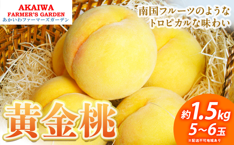 桃 2026年 先行予約 黄金桃 約1.5kg 5～6玉もも 岡山県 赤磐市産 フルーツ 果物 あかいわファーマーズガーデン