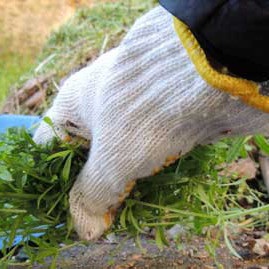 お墓掃除＋しきみ１対