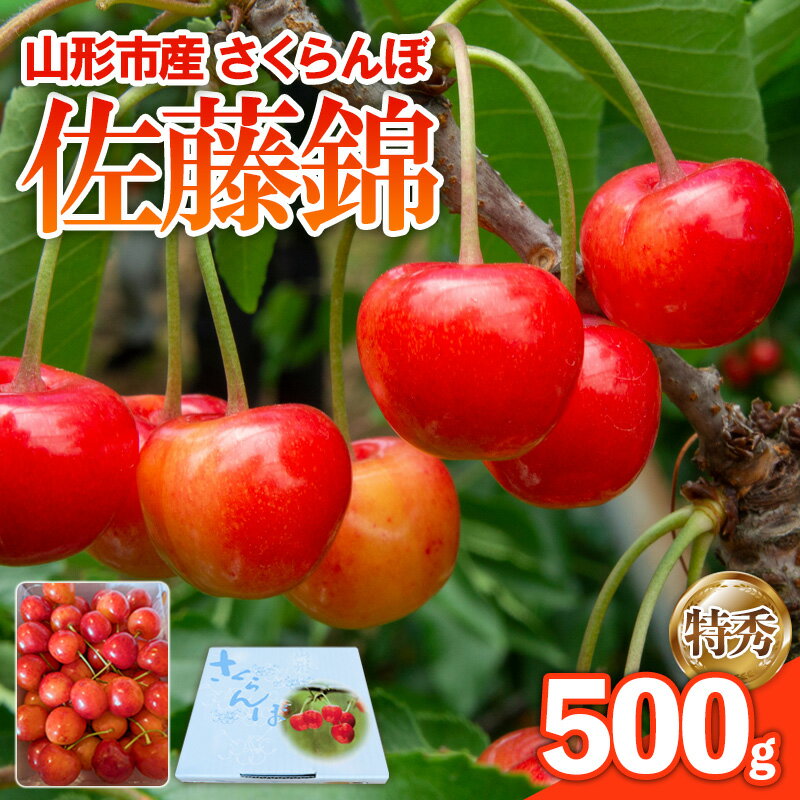 【ふるさと納税】さくらんぼ 佐藤錦 500g 特秀 【令和8年産先行予約】FS25-143