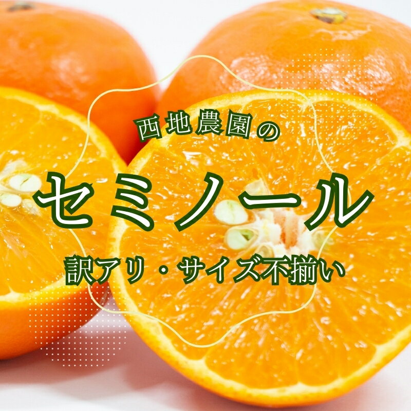 【ふるさと納税】 先行予約 2級果 サイズ不揃い 訳あり ご家庭用 西地農園のセミノール 4.5kg【2026年3月中旬から順次発送】 / セミノール わけあり 訳あり ご家庭用 家庭用 不揃い みかん 蜜柑 柑橘 4.5kg