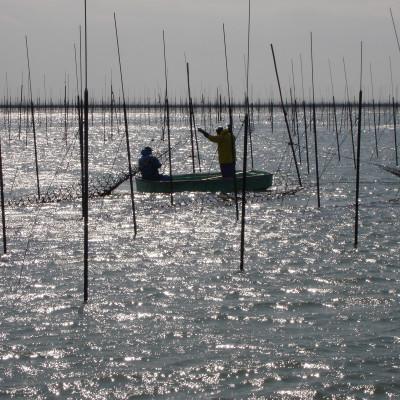 ふるさと納税 嘉麻市 福岡有明のり【竹】わけあり　焼き海苔　全形20枚(嘉麻市) |  | 02