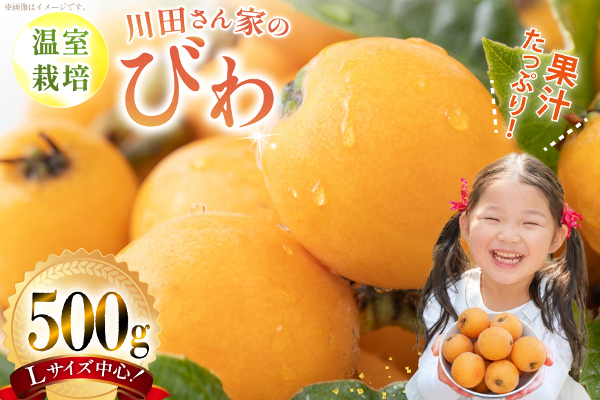AF220【令和9年度出荷分】びわ 果汁たっぷり！川田さん家の温室栽培びわ 500g [ びわ ビワ 枇杷 フルーツ 果物 くだもの 国産 先行予約 川田農園 長崎県 島原市 ]