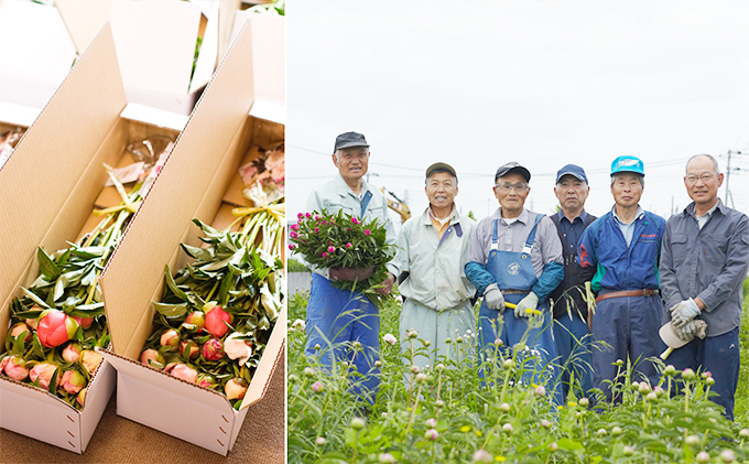 花 湘南のシャクヤク 切り花 13本入り 大谷芍薬園 花束 ※色指定不可 植物 切花 