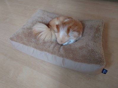 【ペット用ビーズソファ】《sopo me》ビーズソファ Type-A（Ｓサイズ／モカ）〔19-21〕