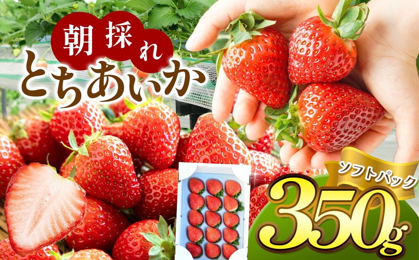
            朝採れいちご とちあいか 350ｇ いちごに優しい ソフトパック でお届け｜いちご 新鮮 贈答用 高級 いちご ふるさと納税 人気 数量限定 いちご 苺 農家直送 果物 いちご 内容量 350g 5900円 6000円 以下 旬 フルーツ 果物 美味しい 苺 いちご ボリューム スイーツ いちご 朝採れ 新鮮  真岡市 栃木県 送料無料
          