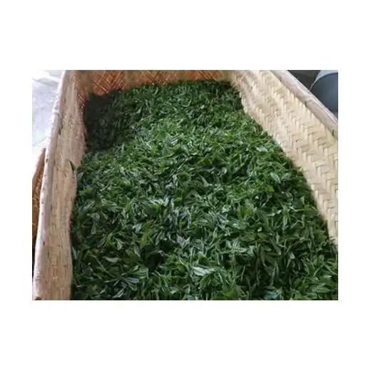 【新茶】大和茶　初摘み一番茶「かぶせ煎茶」３袋セット