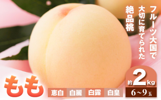 【先行予約】もも 桃 恵白・白麗・白露・白皇 いずれか1品種をお届け 2kg 6～9玉 小寺農園《8月上旬-8下旬頃出荷》 岡山県 笠岡市 岡山県産 白桃 恵白 白麗 白露 白皇 モモ 果物 フルーツ 先行予約