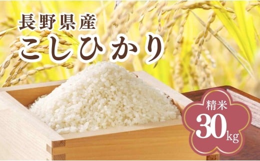 コシヒカリ 精米 30kg 令和7年産｜ 白米 コメ ごはん 千曲市 長野県 信州