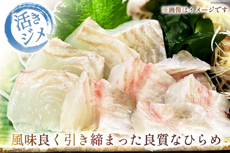 魚 黄金ひらめの活きジメ 1尾 [あゆの是則 宮崎県 日向市 452060877]