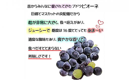 ぶどう 2024年 先行予約 ニュー ピオーネ【8月発送分】約2kg（2房～5房）秀品 糖度抜群！ 種無し ブドウ 葡萄 岡山県産 国産 フルーツ 果物 ギフト[No.5220-0310]