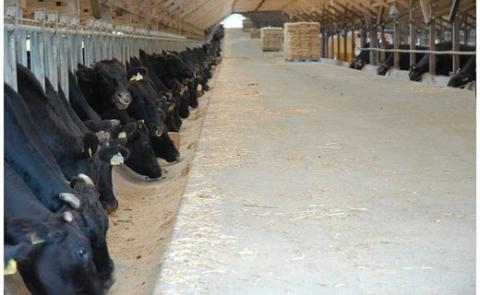 C-080＜数量限定！＞鹿児島県産黒毛和牛リブロース肉600g(A-5等級)【九面屋】