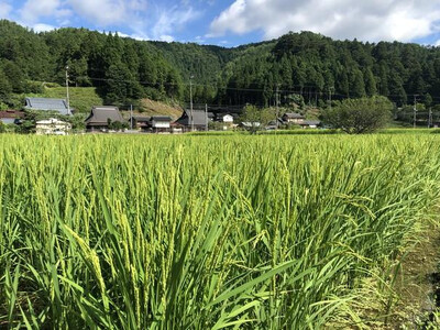 【京都ファーム】令和6年産 京都ファームのもち米 新羽二重糯10kg