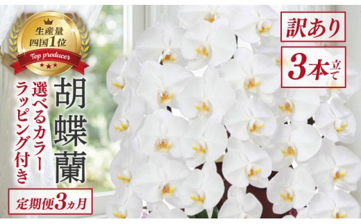 【定期便3ヶ月】 【訳あり】  胡蝶蘭 3本立て 白 スタンダード 花 はな お花 記念日 お祝い プレゼント ギフト 贈答 贈り物 選べる カラー ラッピング 鉢花 鉢植え 洋蘭 洋ラン 冠婚葬祭 蘭 らん 新築祝い 豪華 華 華やか はなやか 敬老 誕生日 人気 ランキング おいわい 開店祝い 開業祝い こちょうらん きねんび 四国 生産数 一位 1位 いちい ふるさと納税 大輪 産地直送