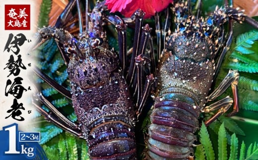 奄美大島産 伊勢海老 約1kg（2～3尾）　A150-001