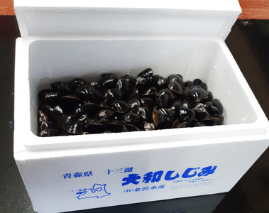 [令和8年6月中旬発送] 青森県十三湖産【冷蔵】活ヤマトシジミ中 1.5kg｜十三湖産 青森 津軽 つがる しじみ みそ汁 味噌汁 しじみ汁 [0560]