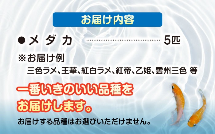 メダカ5匹（カラー系） 【株式会社プロスパージャパン】 改良メダカ めだか 生体[AEAK002]