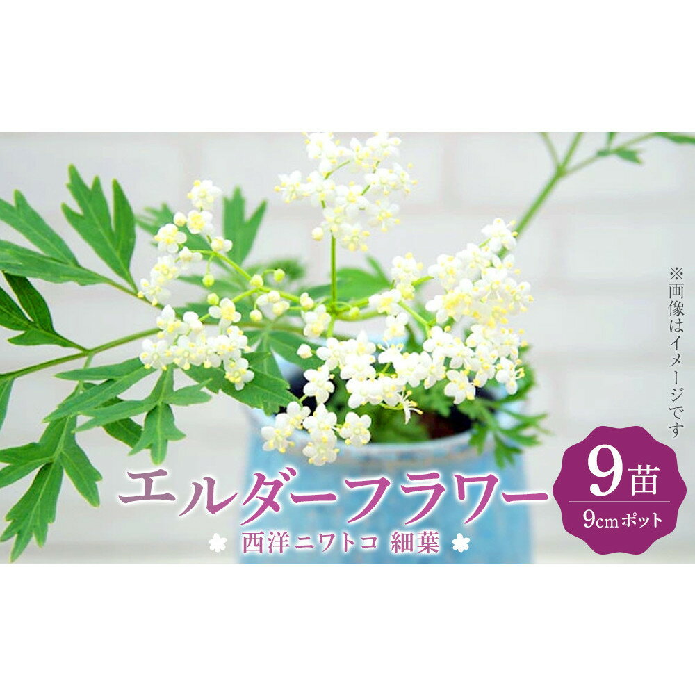 【ふるさと納税】エルダーフラワー（西洋ニワトコ 細葉）9cmポット苗