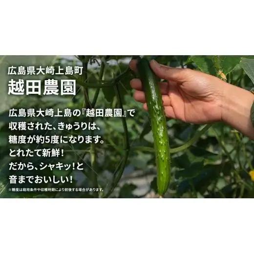 シャキッと美味しい！ きゅうり 約3kg 【2026年9月以降発送】