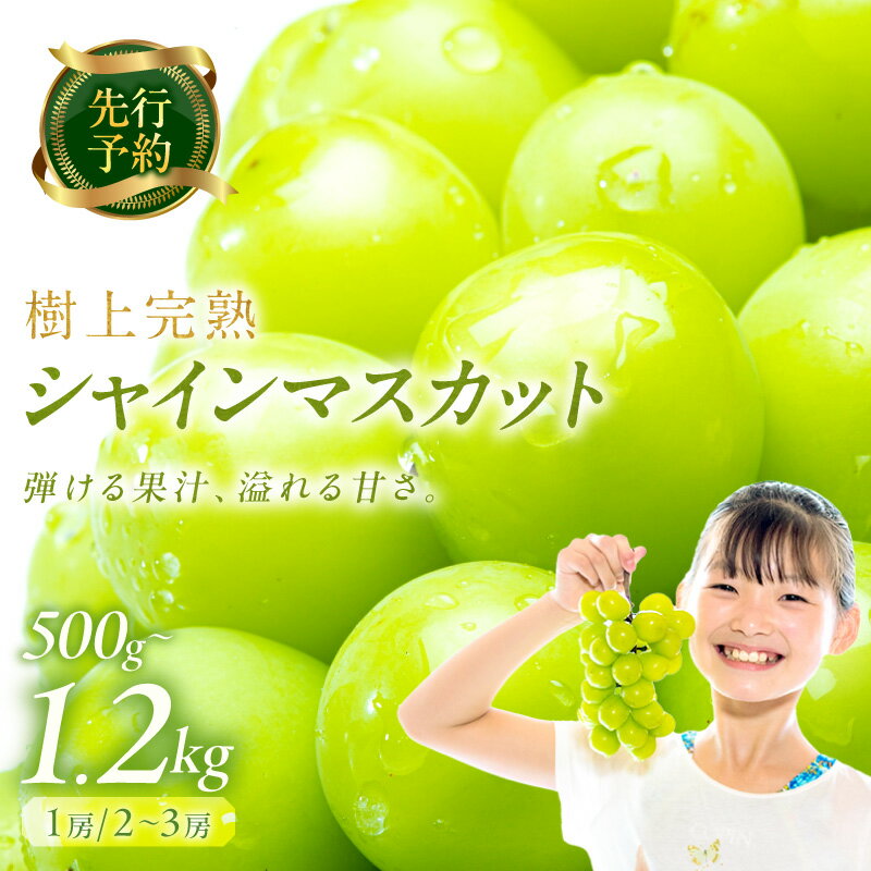 【ふるさと納税】樹上で完熟させるこだわりシャイン【先行予約】樹上完熟 シャインマスカット 500g（1房） 1.2kg（2～3房）（2026年9月中旬～発送）果物 フルーツ マスカット ぶどう 500g 1.2kg 先行予約 ふるさと納税 シャインマスカット 葡萄 ブドウ ふるーつ 甘い