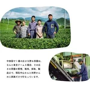土佐霧山茶 晩茶 60g×5｜晩茶 番茶 高知県産 日本茶 土佐茶 プレゼント 茶葉 水出し