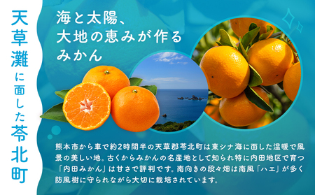 袋掛け みかん 3kg 松本果樹園 《2027年1月中旬-1月末頃出荷》 熊本県 苓北町 スイーツ デザート 果物 ミカン 蜜柑