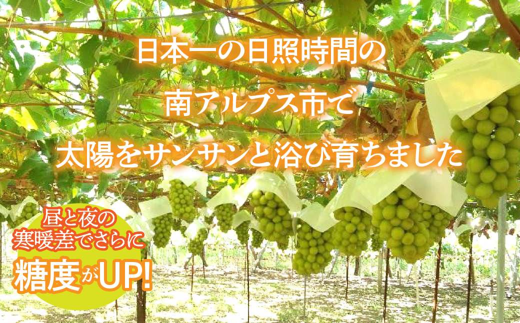 ★フジテレビ系列「ノンストップ」で取り上げられました！★＜2027年発送先行予約＞南アルプス市産シャインマスカット2.2kg以上（3～5房）　クール便発送 ALPAG011
