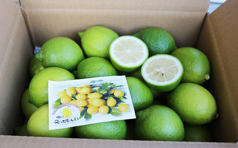 《11月発送》【皮まで食べられる】海と太陽のレモン【秀品】３kg（約25個） [0011-0057] 秀品３kg《11月発送》