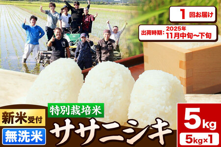 《新米受付》令和7年産【無洗米】特別栽培米 ササニシキ 5kg 秋田県産【2025年11月中旬～下旬頃出荷予定】