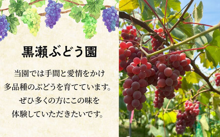 三次の葡萄 ニューピオーネ 4房（約2kg） 種なし ぶどう ピオーネ ギフト フルーツ 果物 ブドウ 露地栽培 三次市/黒瀬ぶどう園[APAB001]