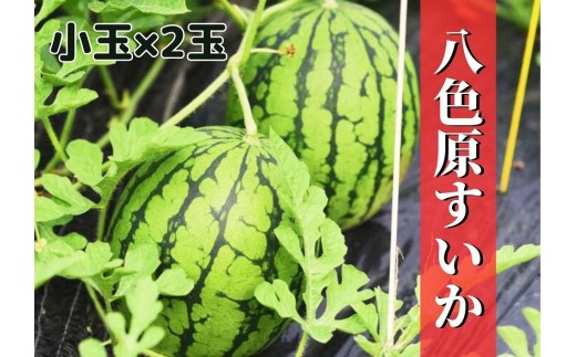 先行予約【新潟県南魚沼産】八色原スイカ 小玉２玉【西瓜 スイカ すいか 小玉 季節限定 果物 フルーツ ギフト 名産地 産地直送 シャキシャキ 厳選 デザート 新潟県】【2026年7月中旬発送】【お届け日時指定不可】