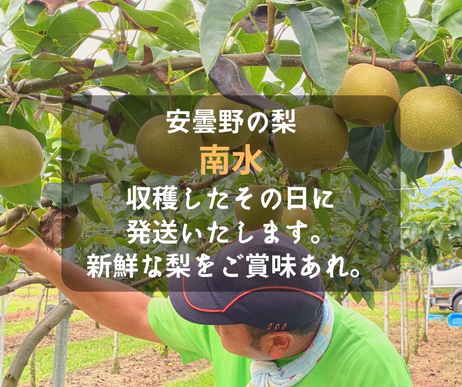 
            南水 梨 （家庭用５kg） 【朝採り当日発送！】
          