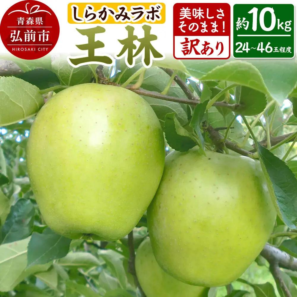 【26年12月中旬～発送】りんご 王林【訳あり】約10kg 先行受付 しらかみラボ 家庭用 青森県 弘前市 果物 フルーツ 林檎 リンゴ くだもの 不揃い 規格外