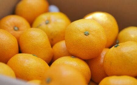 【訳あり】 森本農園の手選別 みかん 約2kg 和歌山県産 2S~2Lサイズ混合 【北海道・沖縄・離島配送不可】【2025年11月上旬～2026年2月中旬ごろに順次発送】【RN8】【BV90008-mrmt008】