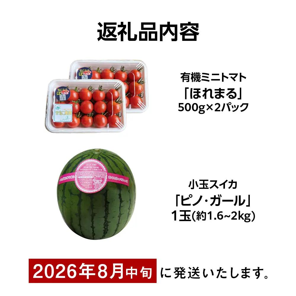 【2026年8月中旬より発送】小玉スイカ１玉＆有機ミニトマト500ｇ×2【かねこ農園】