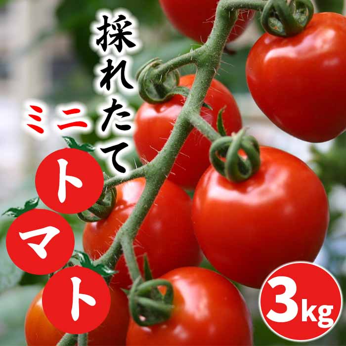【岩手県産】 採れたてミニトマト サマー千果 約3kg ／ 十一代目藤助 とまと 産地直送 農家直送 新鮮