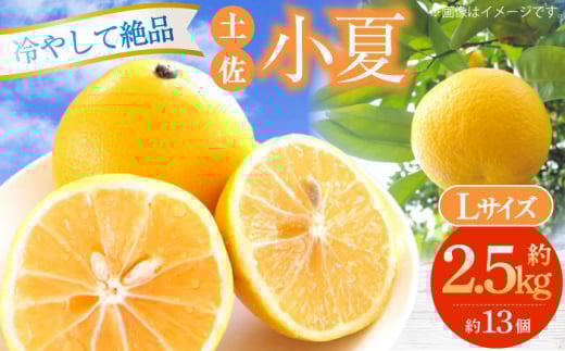 【申込は5月下旬頃まで】土佐小夏約2.5kg 13個前後 Lサイズ 高知 小夏 コナツ こなつ 果物 柑橘 フルーツ【フルーツショップオザキ】 [ATAH002]