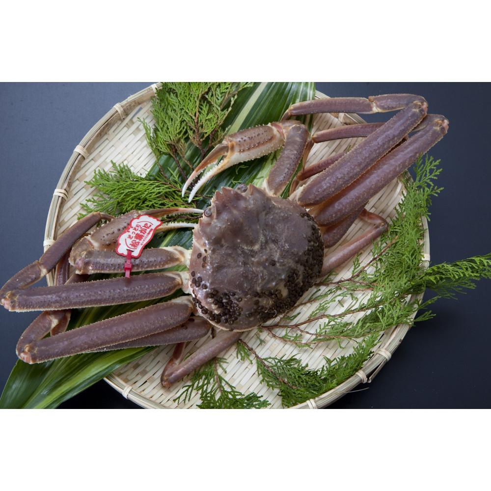 【ふるさと納税】【先行予約】【魚倉】タグ付き生松葉ガニ(特大950g) | 蟹 魚介類 水産 食品 人気 おすすめ 送料無料
