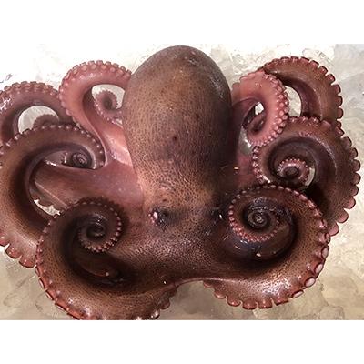 ふるさと納税 八幡浜市 八幡浜発!竹中水産のたっぷり「浜茹で地蛸」三昧!1.5kg前後【F22-189】 |  | 01