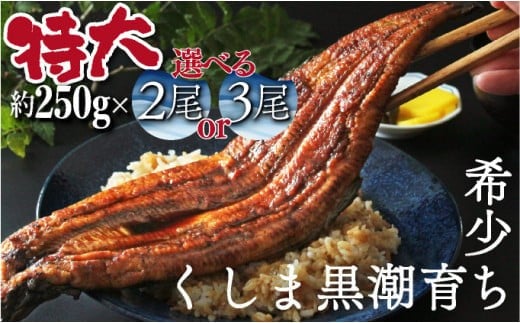 
            OTUTD 【数量限定】特大くしまの黒潮うなぎ蒲焼２～3尾（合計500g～750g前後）【大田商店】7月17日迄にご決済いただけましたら、7月24日の土用の丑の日までにお届けできます！
          