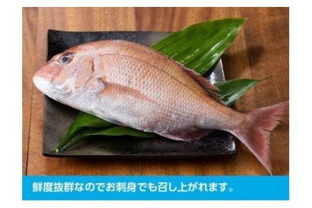 『日向灘の海の幸』天然真鯛（活き締め）【鮮魚 さかな 刺身 煮つけ 九州 宮崎 川南町 新鮮 魚介 たい】