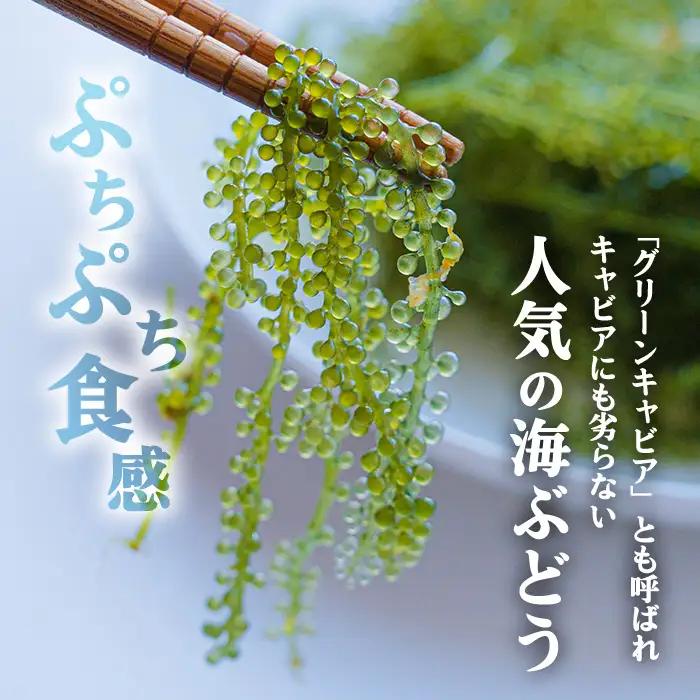 海ぶどう【2026年発送】宜野座村の海ぶどう（100g×5パック）