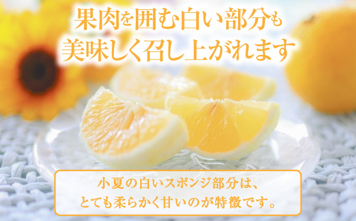 【先行予約】土佐小夏約2.5kg 13個前後 Lサイズ さわやかな甘さが絶品 ヒュウガナツ ニューサマーオレンジ フルーツ 果物 季節もの <2025年4月～発送>【フルーツショップオザキ】 [ATA