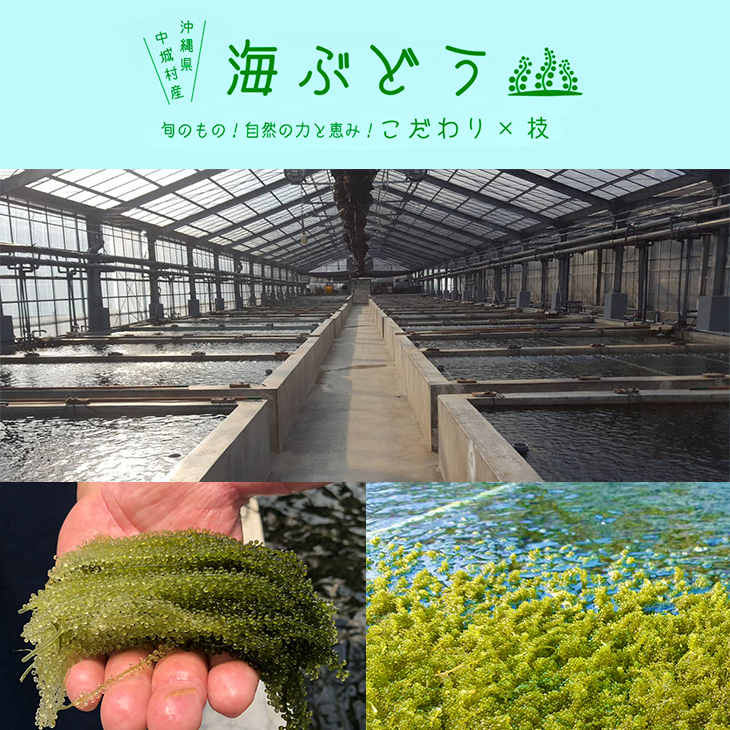 ＜2024年4月以降出荷＞海ぶどう（500g×1個セット）タレ付き